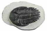 Detailed Hollardops Trilobite - Ofaten, Morocco #348377-3